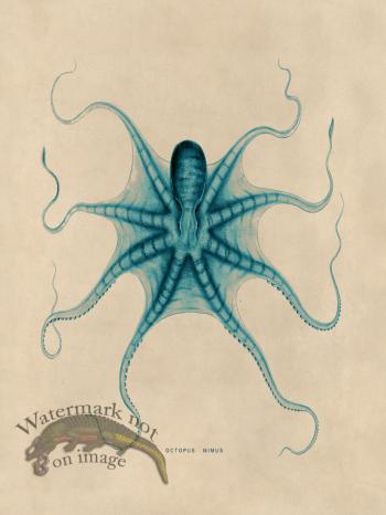 Octopus Teal 22